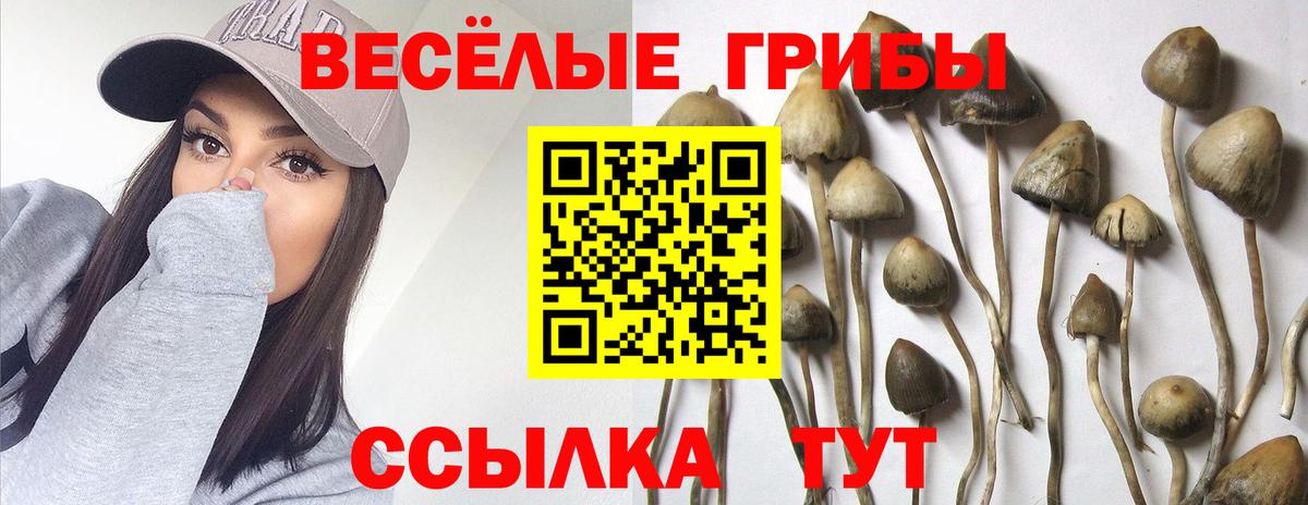 Галлюциногенные грибы ЛСД  Вход с VPN  где купить наркотик  Шали  Галлюциногенные грибы Psilocybe 